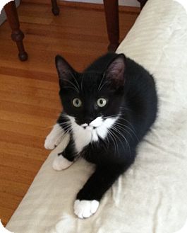 Domestic Shorthair Kitten for Sale in Jenkintown, Pennsylvania - Minnie Domestic Shorthair Kitten for Sale in Jenkintown, Pennsylvania - Minnie