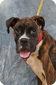 Boxer Mix Dog for Sale in manasquam, New Jersey - Stella Boxer Mix Dog for Sale in manasquam, New Jersey - Stella