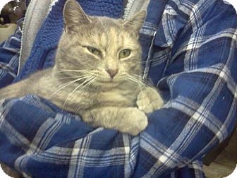Domestic Shorthair Cat for Sale in Monroe, North Carolina - Miss Kitty Domestic Shorthair Cat for Sale in Monroe, North Carolina - Miss Kitty