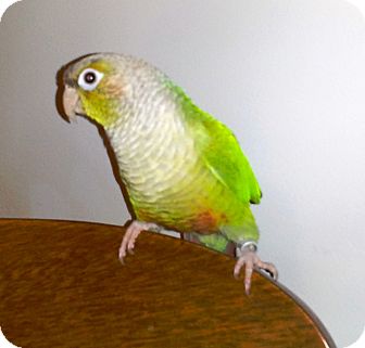 Conure for Sale in Shawnee Mission, Kansas - Lou Lou aka Conure for Sale in Shawnee Mission, Kansas - Lou Lou aka