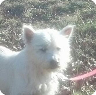 Westie, West Highland White Terrier Dog for Sale in Brattleboro, Vermont - Lila Westie, West Highland White Terrier Dog for Sale in Brattleboro, Vermont - Lila