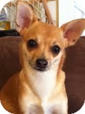 Chihuahua Dog for Sale in Sherman, Connecticut - Sophie Chihuahua Dog for Sale in Sherman, Connecticut - Sophie