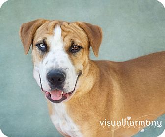Boxer/Shar Pei Mix Dog for Sale in Phoenix, Arizona - Khloe Boxer/Shar Pei Mix Dog for Sale in Phoenix, Arizona - Khloe