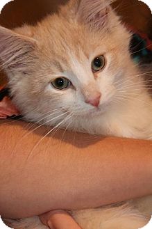Domestic Mediumhair Kitten for Sale in Emsdale (Huntsville), Ontario - Sebastian - C-U-T-E! Domestic Mediumhair Kitten for Sale in Emsdale (Huntsville), Ontario - Sebastian - C-U-T-E!