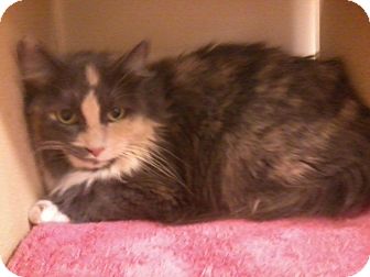 Calico Cat for Sale in Salem, New Hampshire - Shylo Calico Cat for Sale in Salem, New Hampshire - Shylo
