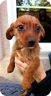 Dachshund Mix Puppy for Sale in Irvine, California - DIXIE, Dachshund Mix Puppy for Sale in Irvine, California - DIXIE,