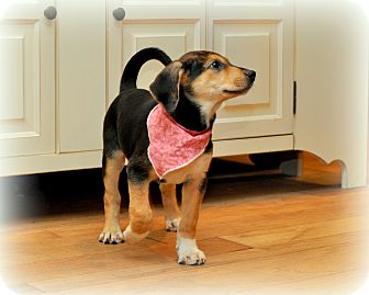 Treeing Walker Coonhound/German Shepherd Dog Mix Puppy for Sale in Sparta, New Jersey - Samoa Treeing Walker Coonhound/German Shepherd Dog Mix Puppy for Sale in Sparta, New Jersey - Samoa