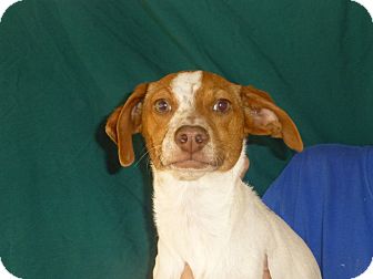Beagle/Rat Terrier Mix Puppy for Sale in Oviedo, Florida - Donner Beagle/Rat Terrier Mix Puppy for Sale in Oviedo, Florida - Donner