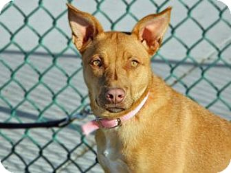 American Pit Bull Terrier Mix Dog for Sale in Cheyenne, Wyoming - Aleah American Pit Bull Terrier Mix Dog for Sale in Cheyenne, Wyoming - Aleah