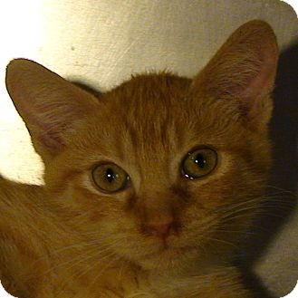 Domestic Shorthair Kitten for Sale in El Cajon, California - Dante Domestic Shorthair Kitten for Sale in El Cajon, California - Dante