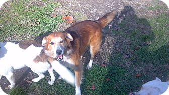 Collie Mix Dog for Sale in Hazard, Kentucky - Murphy Collie Mix Dog for Sale in Hazard, Kentucky - Murphy