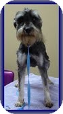 Schnauzer (Miniature) Dog for Sale in Hagerstown, Maryland - Pip Schnauzer (Miniature) Dog for Sale in Hagerstown, Maryland - Pip