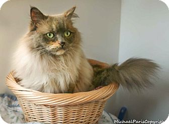 Ragdoll Cat for Sale in Vacaville, California - Lulu Ragdoll Cat for Sale in Vacaville, California - Lulu