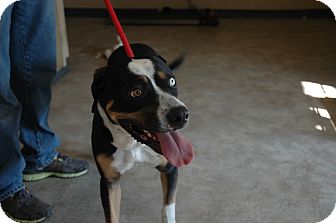 Rottweiler/Husky Mix Dog for Sale in san antonio, Texas - Daimond Rottweiler/Husky Mix Dog for Sale in san antonio, Texas - Daimond