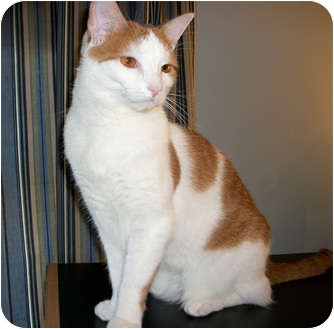 Domestic Shorthair Cat for Sale in N. Billerica, Massachusetts - Pumkin Domestic Shorthair Cat for Sale in N. Billerica, Massachusetts - Pumkin