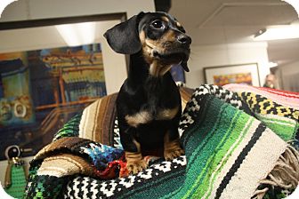 Dachshund Mix Puppy for Sale in Homewood, Alabama - JC Dachshund Mix Puppy for Sale in Homewood, Alabama - JC