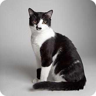 Domestic Shorthair Cat for Sale in Rockaway, New Jersey - Oreo Domestic Shorthair Cat for Sale in Rockaway, New Jersey - Oreo