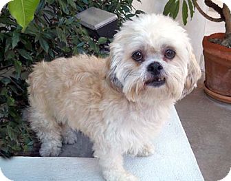 Lhasa Apso/Poodle (Miniature) Mix Dog for Sale in Los Angeles, California - SYLVIE Lhasa Apso/Poodle (Miniature) Mix Dog for Sale in Los Angeles, California - SYLVIE