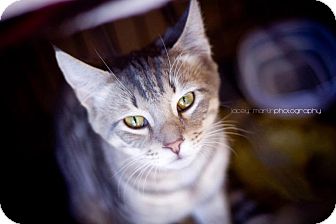 Domestic Shorthair Cat for Sale in Columbus, Georgia - Luigi Domestic Shorthair Cat for Sale in Columbus, Georgia - Luigi
