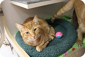 Domestic Shorthair Cat for Sale in Fountain Hills, Arizona - Curtis Domestic Shorthair Cat for Sale in Fountain Hills, Arizona - Curtis