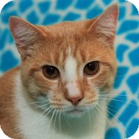 Domestic Shorthair Cat for Sale in Albany, New York - Axel Domestic Shorthair Cat for Sale in Albany, New York - Axel