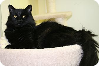 Domestic Longhair Cat for Sale in Edmonton, Alberta - Koal Domestic Longhair Cat for Sale in Edmonton, Alberta - Koal