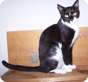 Domestic Shorthair Cat for Sale in Colorado Springs, Colorado - Lulu Domestic Shorthair Cat for Sale in Colorado Springs, Colorado - Lulu