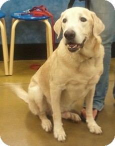 Labrador Retriever Dog for Sale in Orlando, Florida - Rusty Labrador Retriever Dog for Sale in Orlando, Florida - Rusty