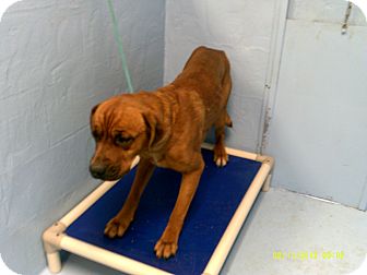 Boxer/Mastiff Mix Dog for Sale in Dundas, Virginia - Buster - Facing Death Boxer/Mastiff Mix Dog for Sale in Dundas, Virginia - Buster - Facing Death