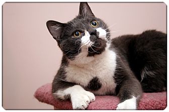 Domestic Shorthair Cat for Sale in Sterling Heights, Michigan - Rodger - ADOPTED! Domestic Shorthair Cat for Sale in Sterling Heights, Michigan - Rodger - ADOPTED!
