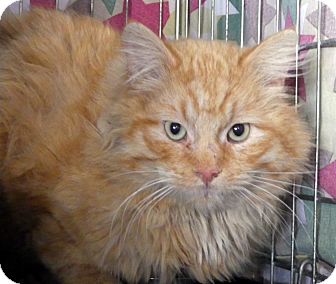 Domestic Longhair Cat for Sale in Lombard, Illinois - Whittaker Domestic Longhair Cat for Sale in Lombard, Illinois - Whittaker