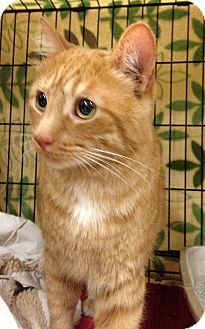 Domestic Shorthair Cat for Sale in West Dundee, Illinois - Jackson Domestic Shorthair Cat for Sale in West Dundee, Illinois - Jackson