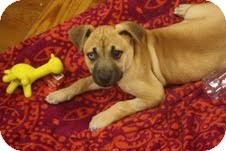 Labrador Retriever/Boxer Mix Puppy for Sale in Marietta, Georgia - Spryte Labrador Retriever/Boxer Mix Puppy for Sale in Marietta, Georgia - Spryte