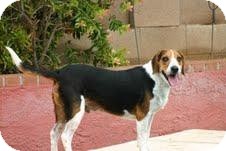 Beagle Mix Dog for Sale in Phoenix, Arizona - Tucker Brown Beagle Mix Dog for Sale in Phoenix, Arizona - Tucker Brown