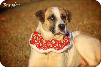 Terrier (Unknown Type, Medium) Mix Dog for Sale in Wilmington, Delaware - Brayden Terrier (Unknown Type, Medium) Mix Dog for Sale in Wilmington, Delaware - Brayden