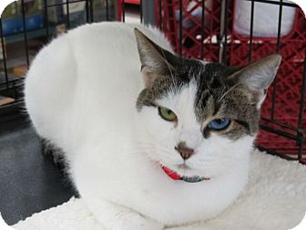 Turkish Van Cat for Sale in Rancho Cordova, California - Tabitha Turkish Van Cat for Sale in Rancho Cordova, California - Tabitha