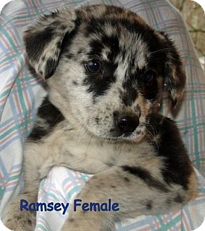 Australian Shepherd/Labrador Retriever Mix Puppy for Sale in Danbury, Connecticut - Ramsey Australian Shepherd/Labrador Retriever Mix Puppy for Sale in Danbury, Connecticut - Ramsey