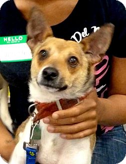 Rat Terrier Mix Dog for Sale in Loudonville, New York - Rusty Rat Terrier Mix Dog for Sale in Loudonville, New York - Rusty