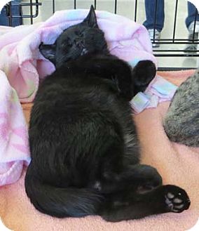 Domestic Shorthair Kitten for Sale in Merrifield, Virginia - Cole Domestic Shorthair Kitten for Sale in Merrifield, Virginia - Cole