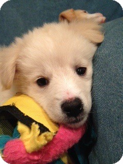 Golden Retriever Mix Puppy for Sale in Brattleboro, Vermont - Ginny Pup Golden Retriever Mix Puppy for Sale in Brattleboro, Vermont - Ginny Pup