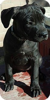 Bullmastiff/American Pit Bull Terrier Mix Puppy for Sale in Torrance, California - PUFF Bullmastiff/American Pit Bull Terrier Mix Puppy for Sale in Torrance, California - PUFF
