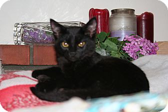 Domestic Shorthair Kitten for Sale in SantaRosa, California - Zeus Domestic Shorthair Kitten for Sale in SantaRosa, California - Zeus