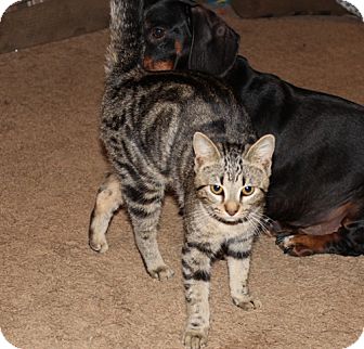 American Shorthair Cat for Sale in Hagerstown, Maryland - Tiger American Shorthair Cat for Sale in Hagerstown, Maryland - Tiger