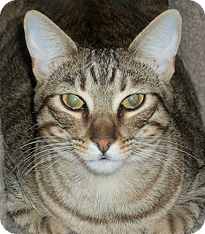 Domestic Shorthair Cat for Sale in North Highlands, California - Toya Domestic Shorthair Cat for Sale in North Highlands, California - Toya