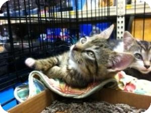 Domestic Shorthair Kitten for Sale in Cranford/Rartian, New Jersey - Louie Domestic Shorthair Kitten for Sale in Cranford/Rartian, New Jersey - Louie