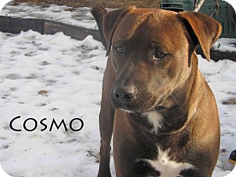 Pit Bull Terrier Mix Dog for Sale in Hamilton, Montana - Cosmo Pit Bull Terrier Mix Dog for Sale in Hamilton, Montana - Cosmo