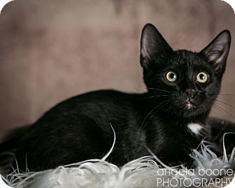 Domestic Shorthair Cat for Sale in Eagan, Minnesota - Luigi Domestic Shorthair Cat for Sale in Eagan, Minnesota - Luigi
