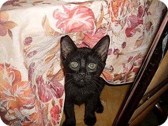 Domestic Shorthair Kitten for Sale in Kirkwood, Delaware - Phoebe Domestic Shorthair Kitten for Sale in Kirkwood, Delaware - Phoebe