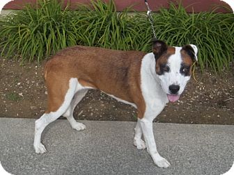 Pit Bull Terrier/Boxer Mix Dog for Sale in Hazard, Kentucky - Ms. Molly Pit Bull Terrier/Boxer Mix Dog for Sale in Hazard, Kentucky - Ms. Molly
