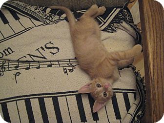 Domestic Shorthair Kitten for Sale in Mesa, Arizona - Annie Domestic Shorthair Kitten for Sale in Mesa, Arizona - Annie